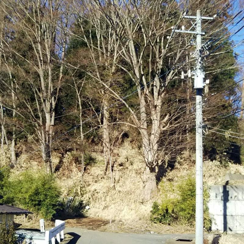 伐採前の写真2
