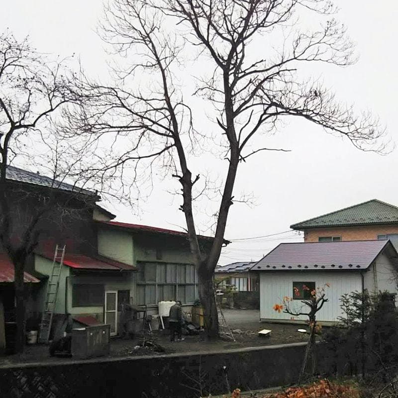 伐採前の写真4