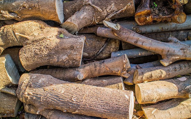 伐採後の木の写真