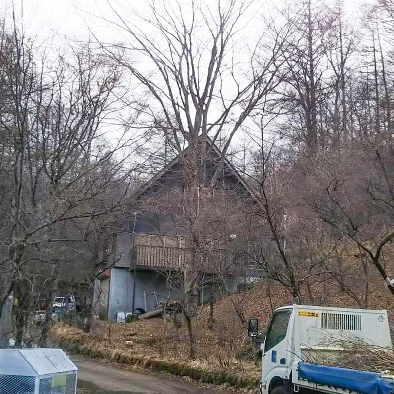 伐採前の写真