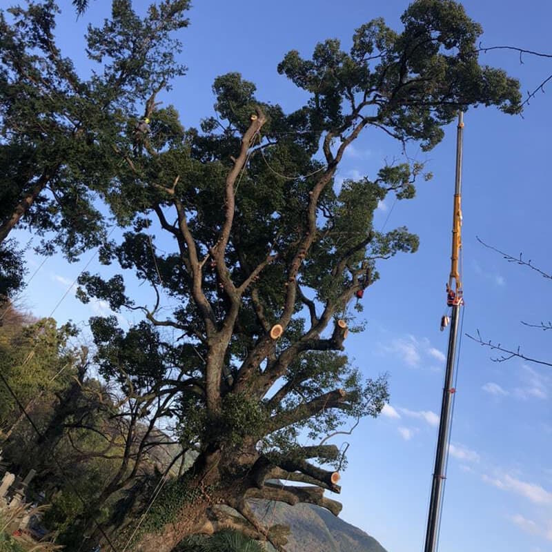 特殊伐採の作業風景