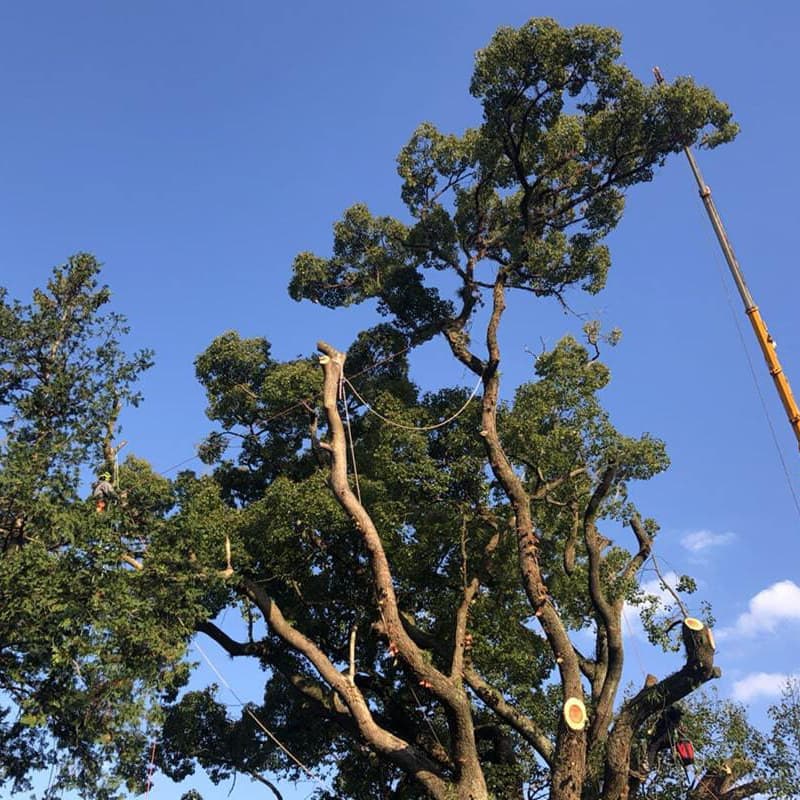 特殊伐採の作業風景