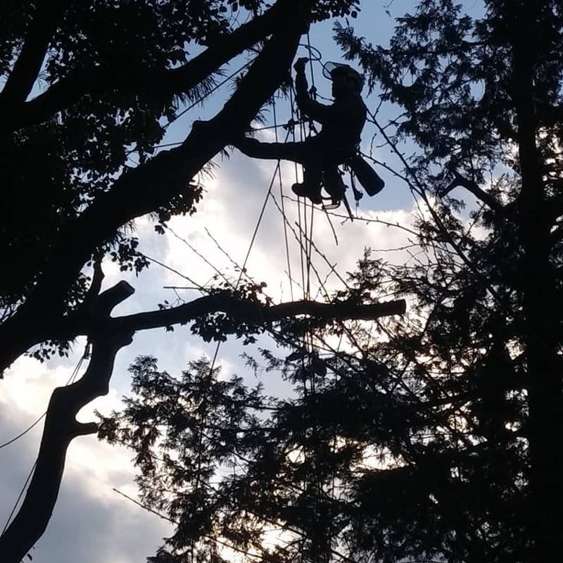 特殊伐採の作業風景