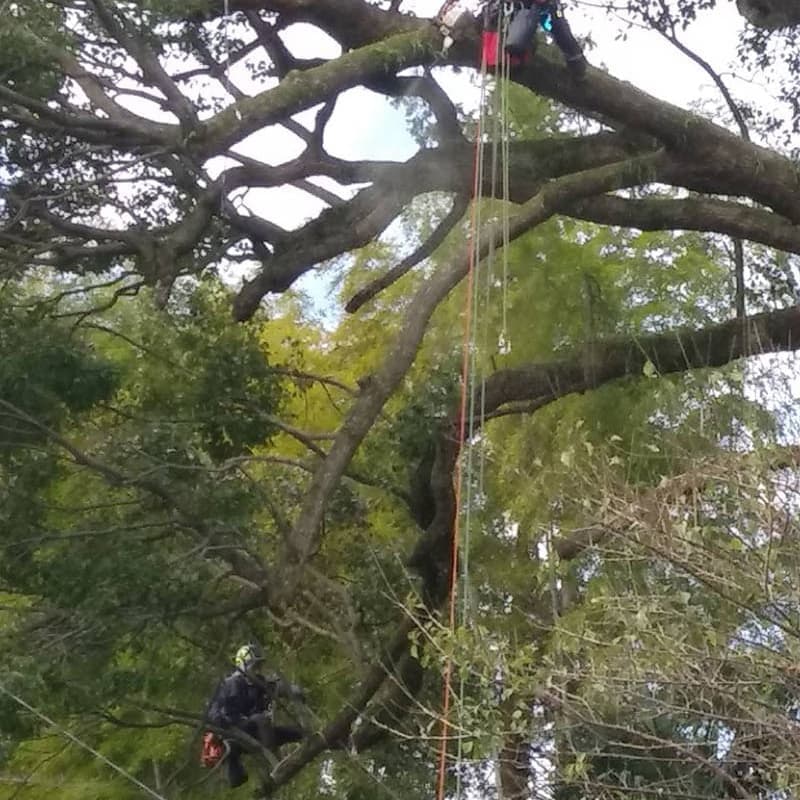 特殊伐採の作業風景