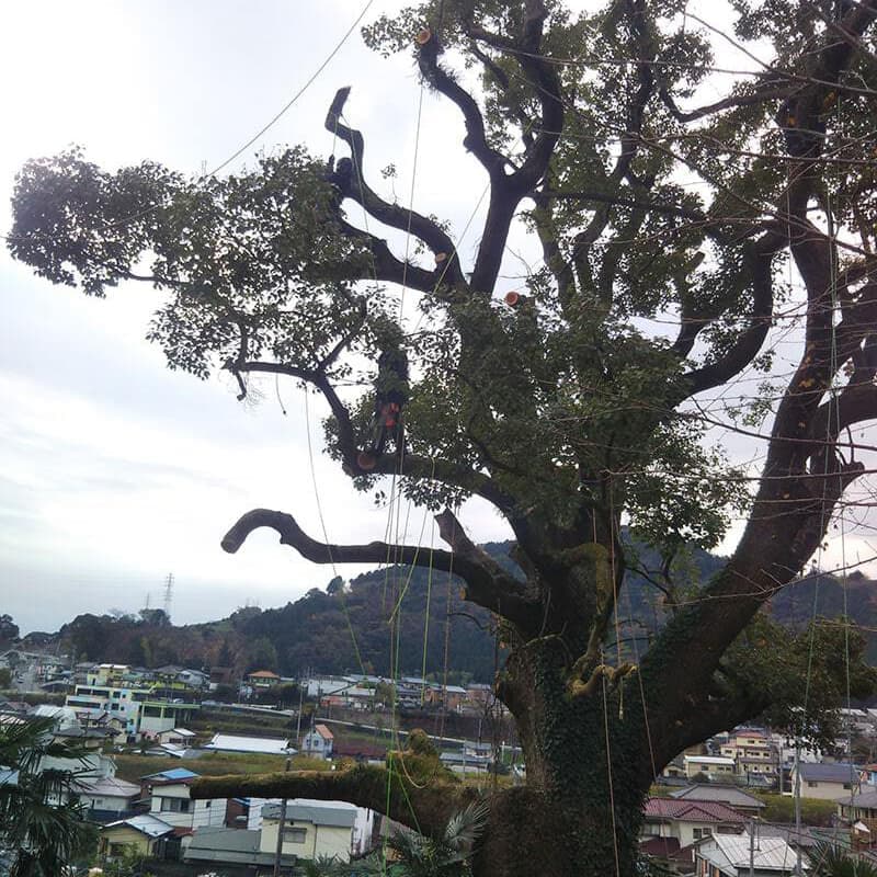 特殊伐採の作業風景