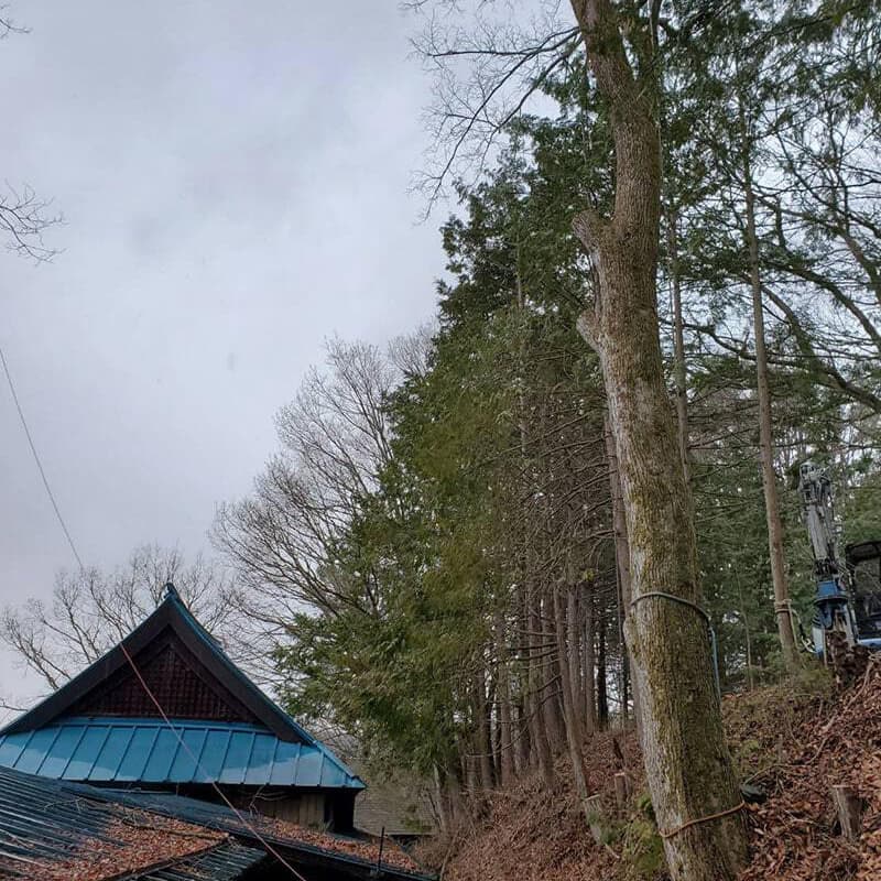 特殊伐採の作業風景