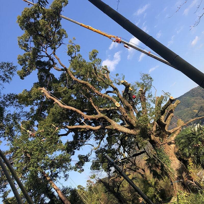 特殊伐採の作業風景